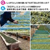 Hiroshima Prefecture Hub Tea Made in Japan, Traditional Hand-Picked Hub