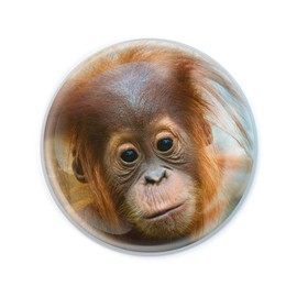 Magnidome - Orangutan from Deluxebase. Round Crystal Glass Animal Fridge Magnet, Strong Magnetic Hold, Great Animal Magnets for Refrigerator, Home Decor and Gifts.