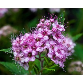 Little Princess Spirea, Pink Flowering Shrub, Hardy Perennial Garden Plant (1 Gallon/Potted)