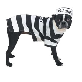 Prison Costume for Dogs Dress Your Pooch as Your Favorite Prisoner Bad Dog! (Large)