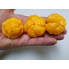 Foodarama Yellow Scotch Bonnet Pepper 10+ Seeds