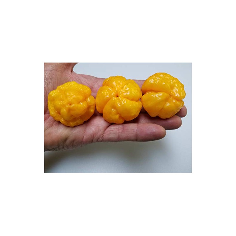 Foodarama Yellow Scotch Bonnet Pepper 10+ Seeds