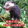 Coffee Beans, Freshly Roasted Kopi Luak, Natural Cave Cat, Galaxy