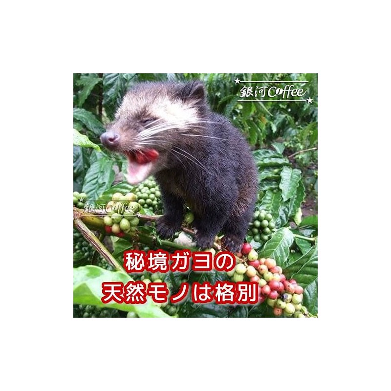 Coffee Beans, Freshly Roasted Kopi Luak, Natural Cave Cat, Galaxy