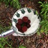 Omninmo Metal Fruit Picker Head Basket Diameter 150mm High Place