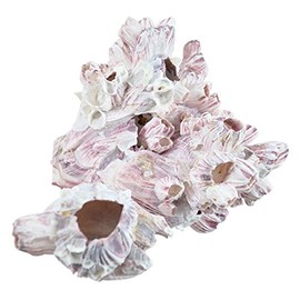 The Seashell Company Small Barnacle Cluster Aquarium and Terrarium Ornament Piece for Decoration, 5-7 inch, Each