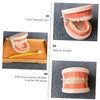 MAGICLULU Standard Typodont Teeth Model for Teaching Oral Hygiene Demonstration