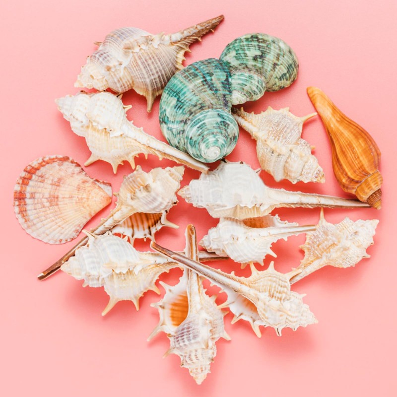 TaoQ C 10 PCS+ Small Conch Shells Natural Sea Shells,