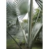 Silver Bismarckia Palm Tree - 5 Seeds - Stunning Tropical