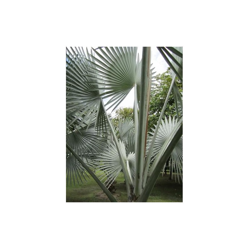 Silver Bismarckia Palm Tree - 5 Seeds - Stunning Tropical