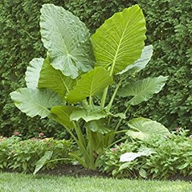 2 Elephant Ear -Colocasia esculenta-(Bulbs Size 5-7) Give Your Garden a Tropical Look.