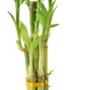 Arcadia Garden Products 5-Stem Lucky Bamboo, Live Indoor Plant in