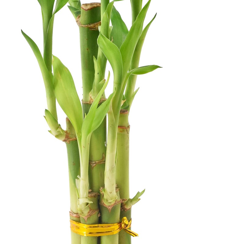 Arcadia Garden Products 5-Stem Lucky Bamboo, Live Indoor Plant in