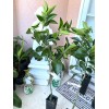 Tree VERNIA SWEET ORANGE grafted tree 3ft to 4 Ft