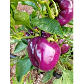 Purple Beauty Sweet Pepper Seeds - 10 Fresh Purple Beauty Sweet Pepper Seeds