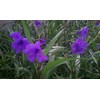10 Mexican Petunia RUELLIA BRITTONIANA Perennial Plants