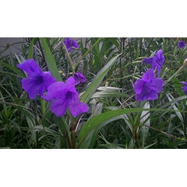 10 Mexican Petunia RUELLIA BRITTONIANA Perennial Plants
