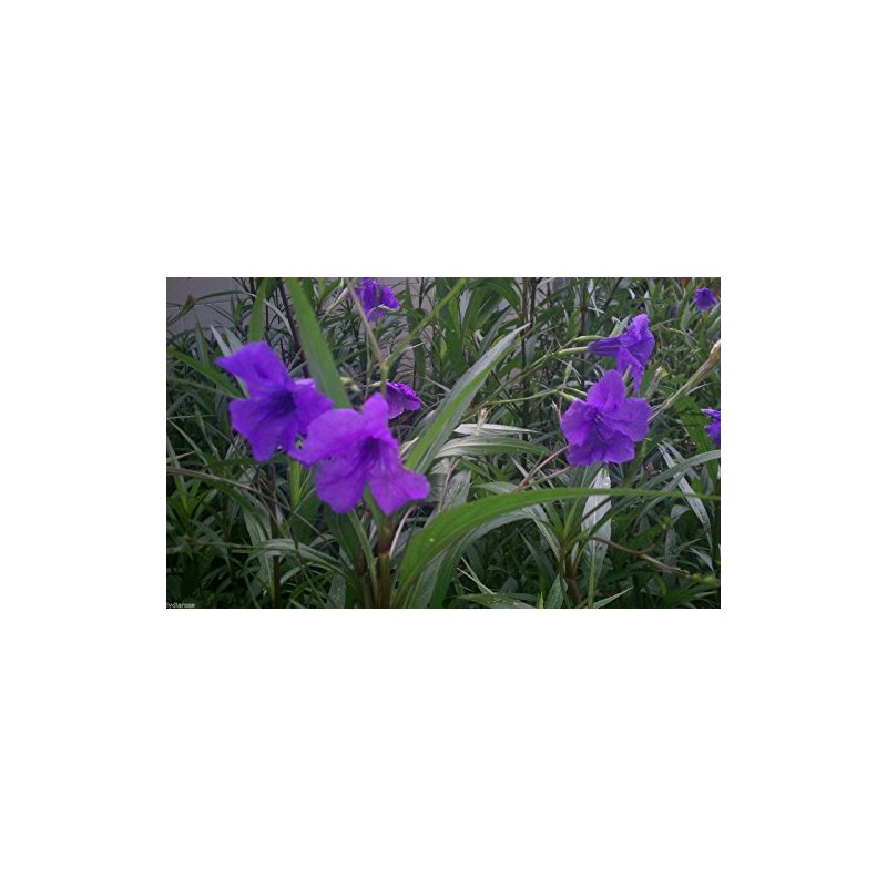 10 Mexican Petunia RUELLIA BRITTONIANA Perennial Plants