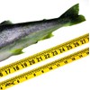 Oregon Rule Co. Big Fish Adhesive Backed Rules – 20
