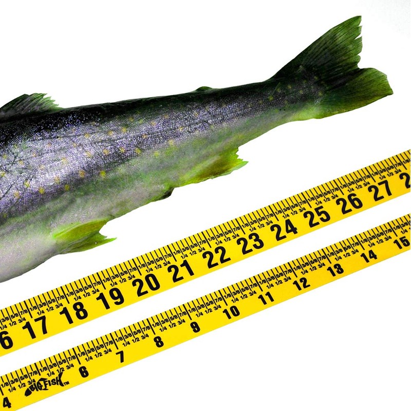 Oregon Rule Co. Big Fish Adhesive Backed Rules – 20