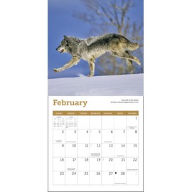 Wolves Mini Wall Calendar 2025, 7" x 7"