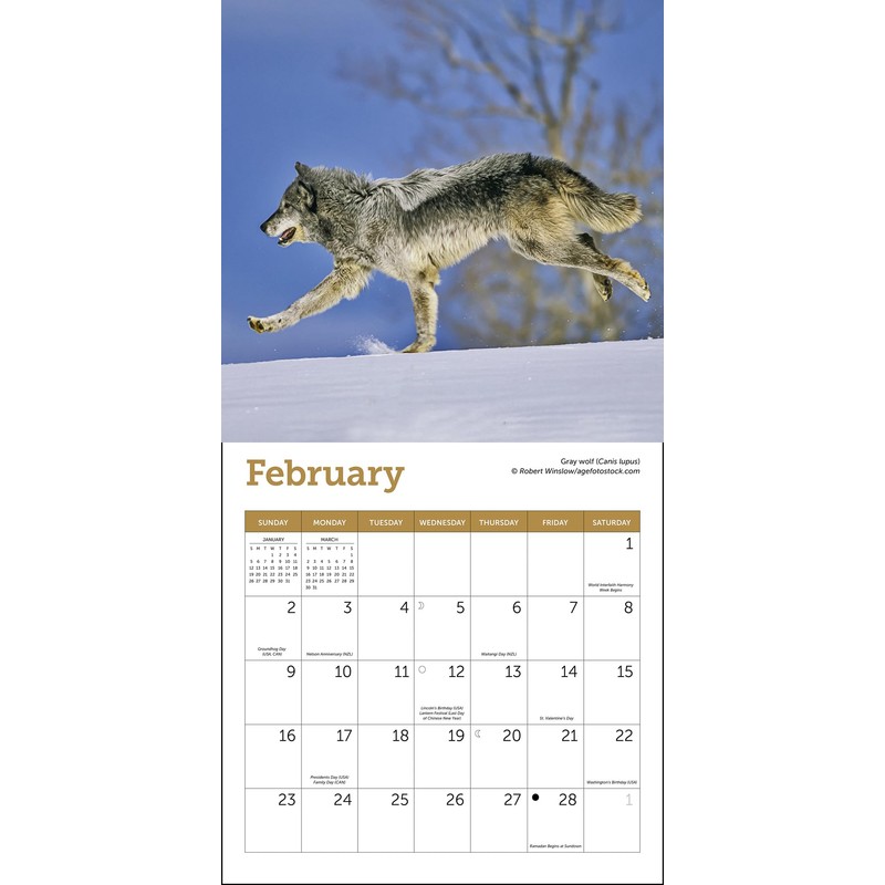 Wolves Mini Wall Calendar 2025, 7" x 7"