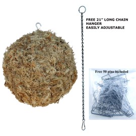 Sphagnum Moss Living Kokedama Ball, Sphere, Hanging Form - 8" Diameter - Made in USA