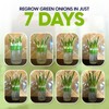 Premium Sprouts Growing Kit & Green Onion Regrower with 2