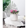 Fayoula Self Watering Plant Pot, 6 Inch African Violet Pots