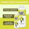 Olive Tree Fertilizer for All Olive and Oleaceae Trees, Liquid