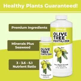 Olive Tree Fertilizer – Liquid Plant Food for Bigger Harvests & Stronger Trees, 8 oz