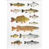 Half a Donkey Freshwater Fishes large cotton tea towel