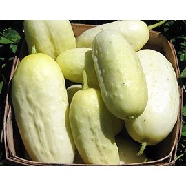 30 White Wonder Sweet Cucumber Seeds, Heirloom Non-GMO, a.k.a. Albino, Ivory King, Jack Frost, Landreths White Slicing, Cucumis sativus, from USA
