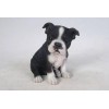 Hi-Line Gift Ltd. Boston Terrier Puppy Garden Statue Small Dog