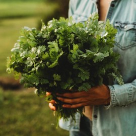 Cilantro - 250 Seeds - Heirloom & Open-Pollinated Variety, Non-GMO Culinary Herb Seeds for Planting, Grow Kitchen Herbs Indoors or Outdoors in Containers/aerogarden/Home Garden, Thresh Seed Company