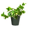 American Plant Exchange English Ivy Variegated – 4-Inch Pot –