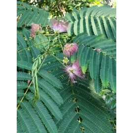 Greenhouse Magic Pink Mimosa 10+ Seeds Persian Silk Albizia Julibrissin Silk Flower Plant Bonsai