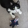 Pet Hates Toys Political Leaders Soft Cat Toys With Cat