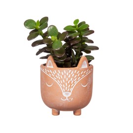 Sass & Belle Mini Woodland Fox Terracotta Planter