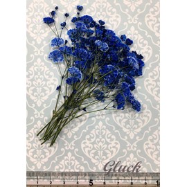 Compact Pressed Flowers Gypsophila (Royal Blue) Small Amounts in Pack! Baby Breath UV Resin, Pressed Flower Art, Accessories, Welcome Board, Marriage Certificate, Parenting Appreciation Card
