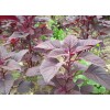 Mai's Family Red AMARANTH SEEDS (Rau Dền Đỏ) Non-GMO, Heirloom.