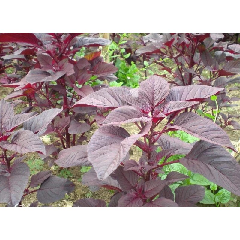 Mai's Family Red AMARANTH SEEDS (Rau Dền Đỏ) Non-GMO, Heirloom.