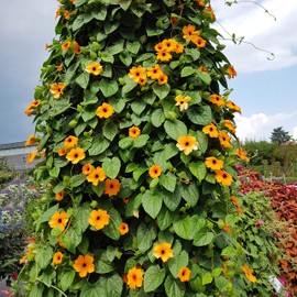 Outsidepride Outsidepride 100 Seeds Annual Orange Thunbergia Black-Eyed Susan Vine Flower Seed for Planting