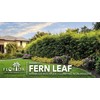 Bamboo Fernleaf | 1 Extra Large 3 Gallon Plant |
