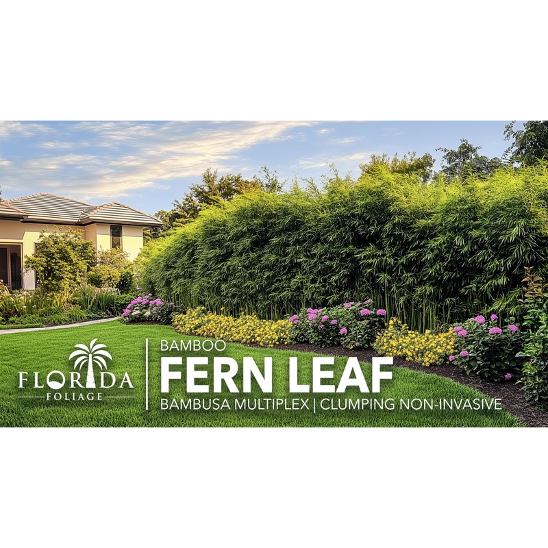 Bamboo Fernleaf | 1 Extra Large 3 Gallon Plant |