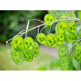 150 Seeds Lunaria - Money Plant Seeds - Marde Ross & Company