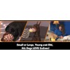 Gazoos Interactive Dog Toy (Beau Bunny), Motion Activated Bouncing Talking