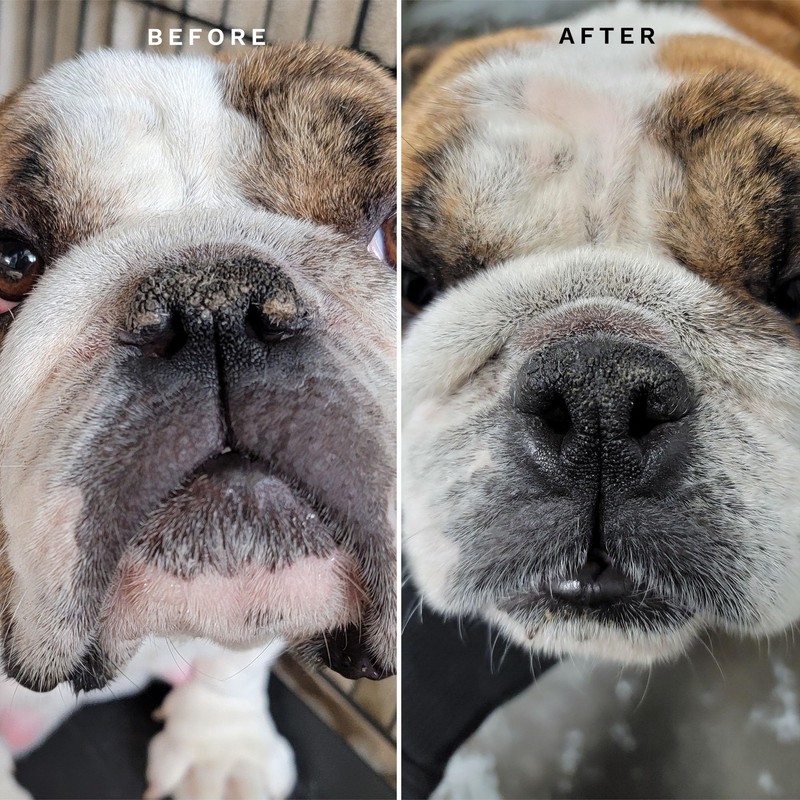 Eye Envy Bulldog Wrinkle Cleaner & Nose Care Kit. Bulldog