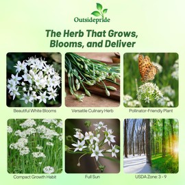 Outsidepride 1 oz. Perennial Garlic Chives Herb Garden Seeds for Microgreens, Sprouts, & Cooking