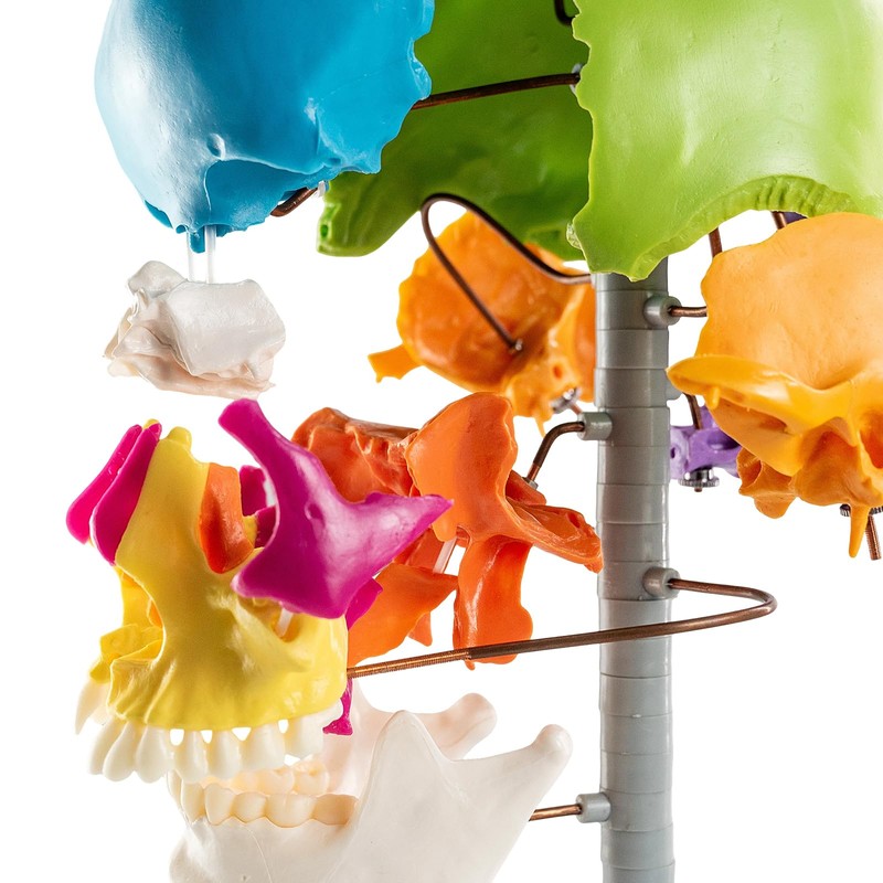 MediTrainer 22-Pcs Life Size Color-Coded Exploded Human Skull Model